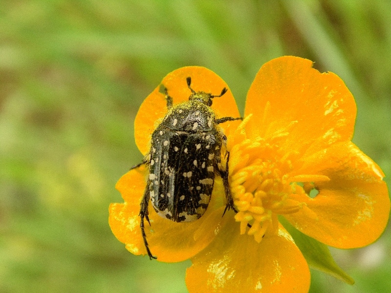 Oxythyrea funesta